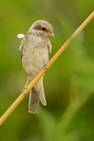 Tuhyk obecny - Lanius collurio - Red-backed Shrike 8104